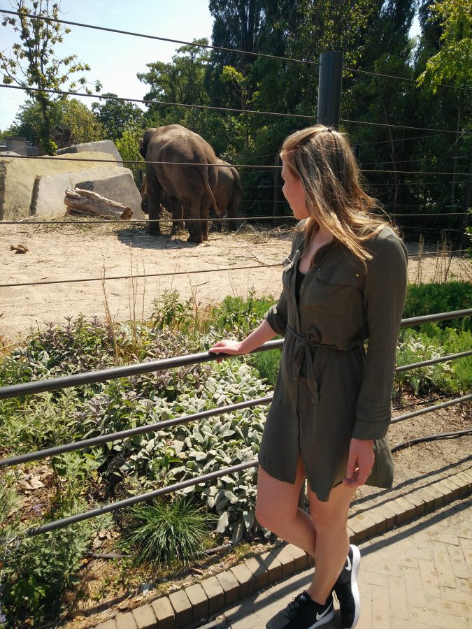 Artis amsterdam dierentuin