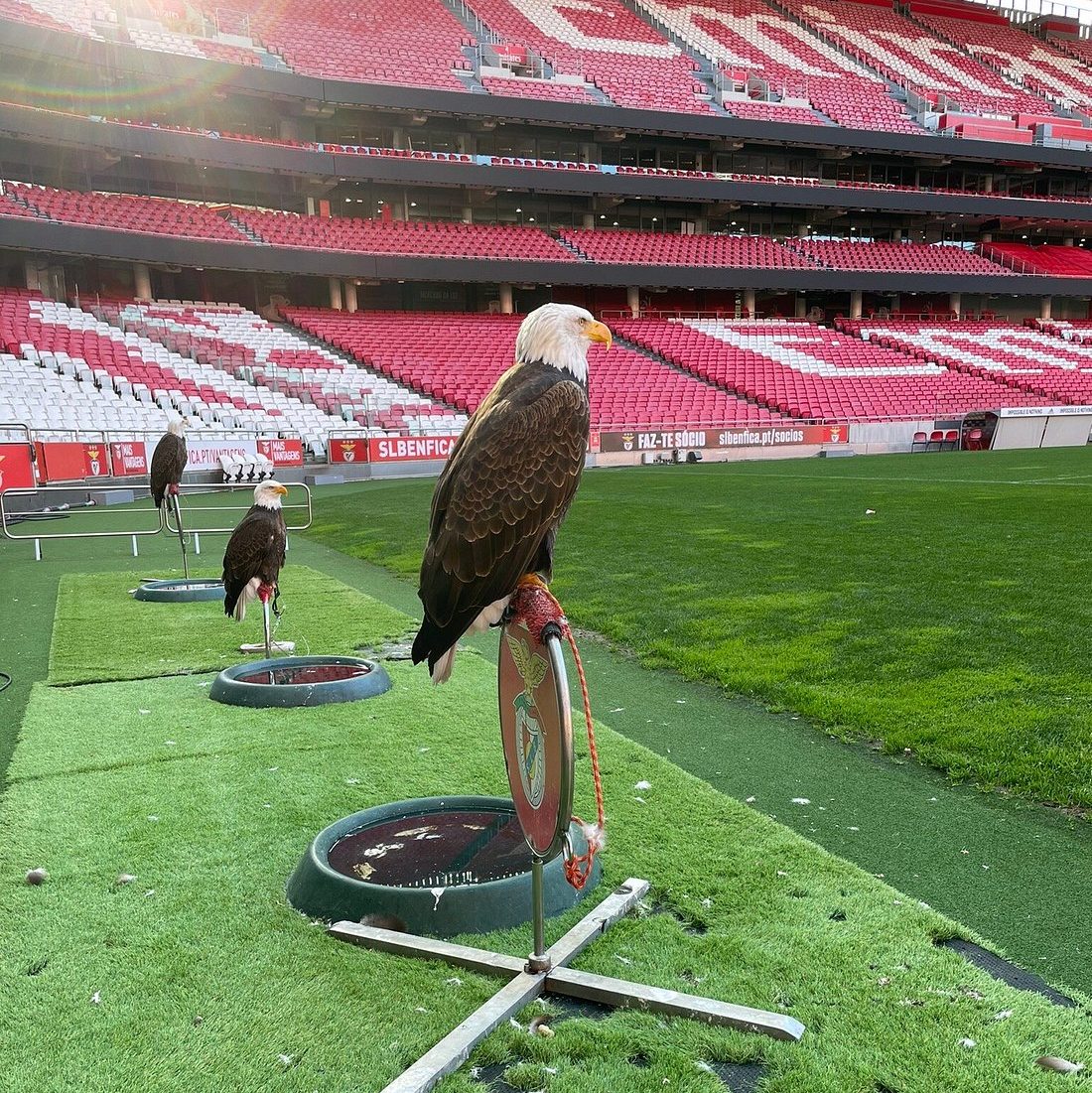 benfica stadion tour adelaars