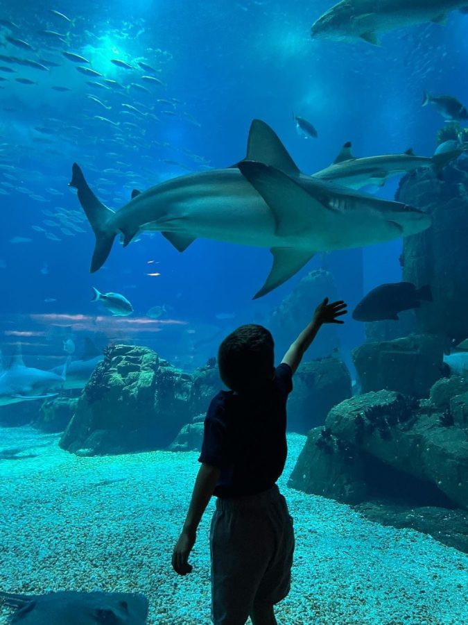 lissabon met kinderen aquarium