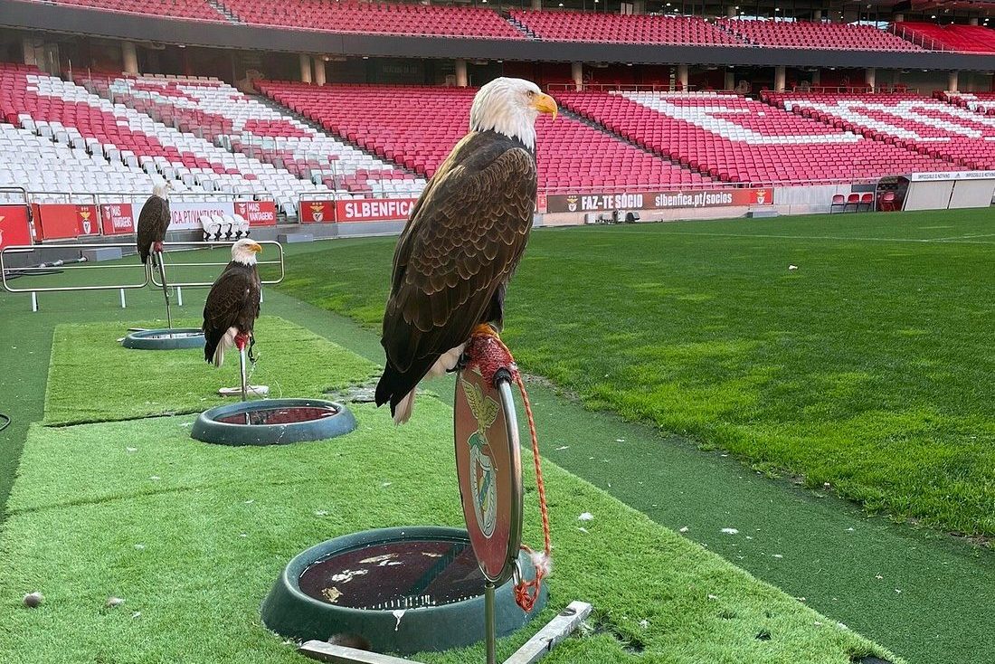 benfica stadion tour adelaars