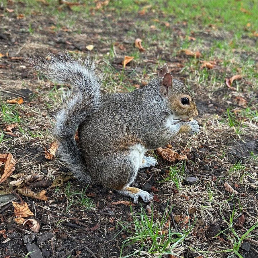 eekhoorntjes voeren hyde park londen met kinderen