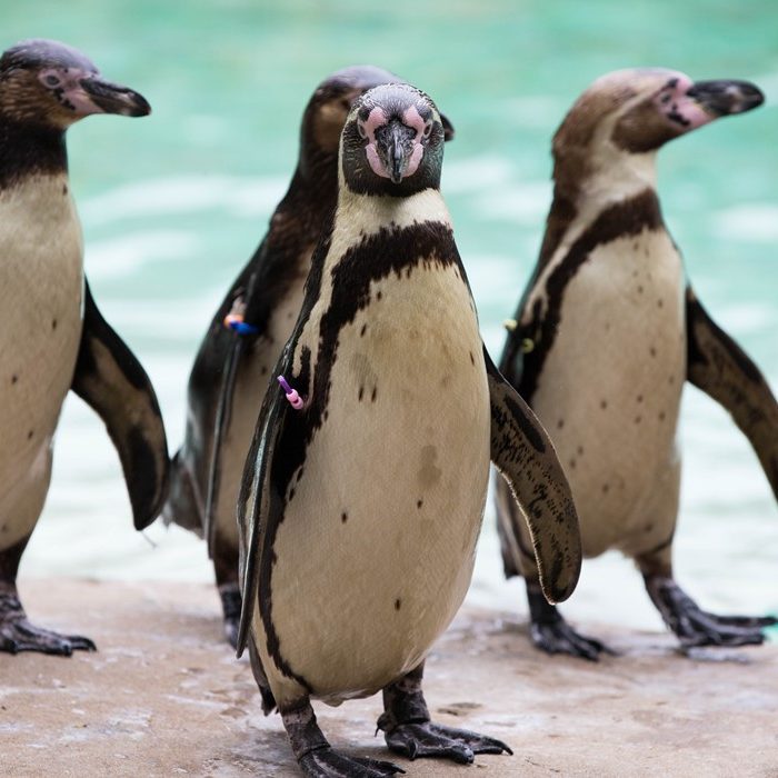 london zoo naar londen met kinderen