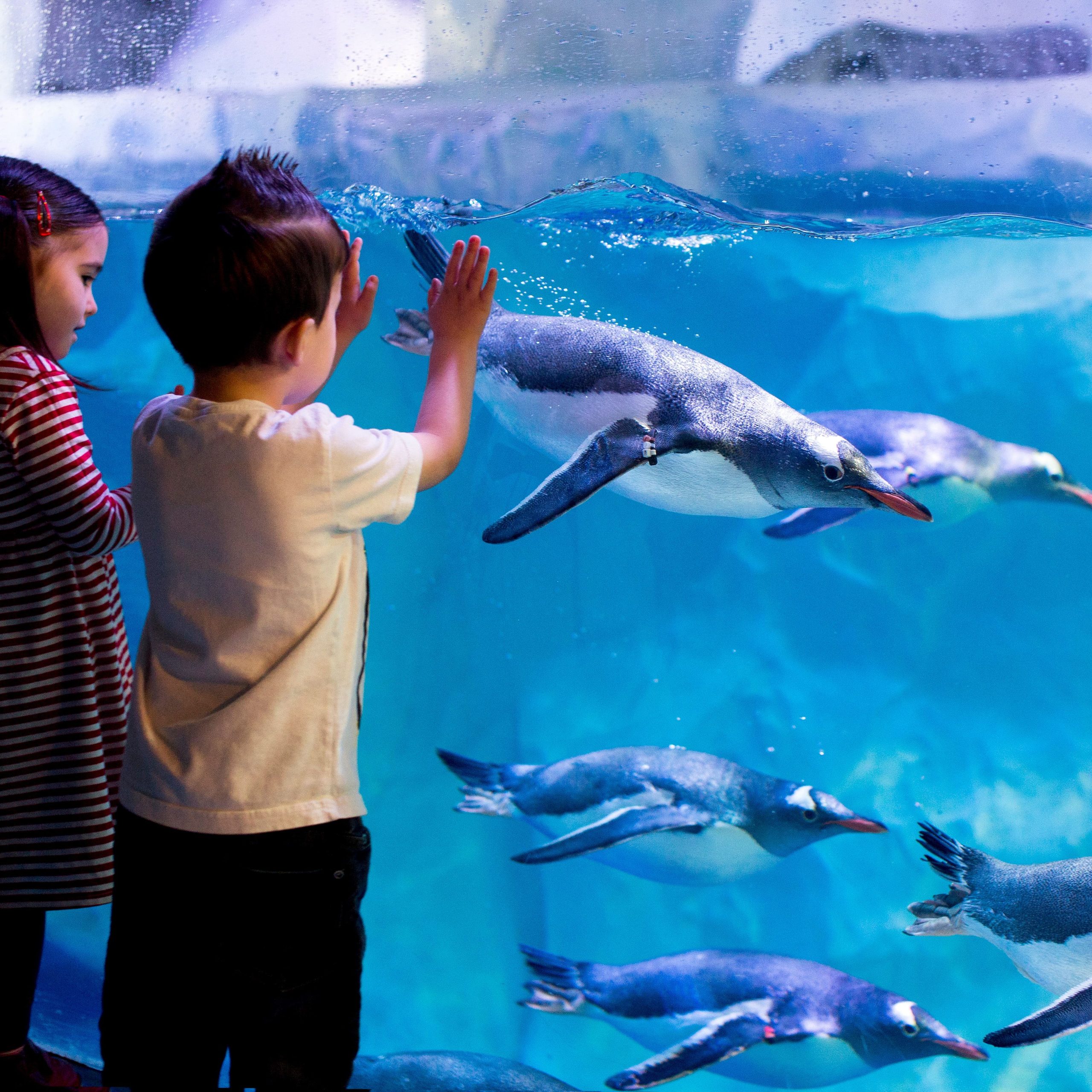 sea life londen met kinderen