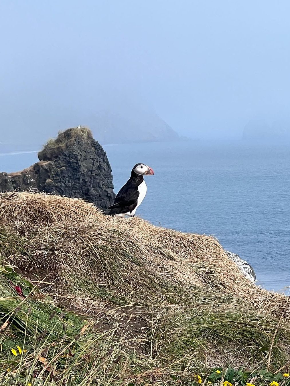 puffins papegaaiduikers in vik