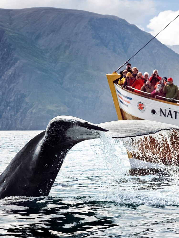 walvissen spotten in husavik ijsland