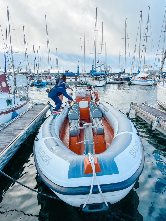 rib boot walvissen en dolfijnen spotten