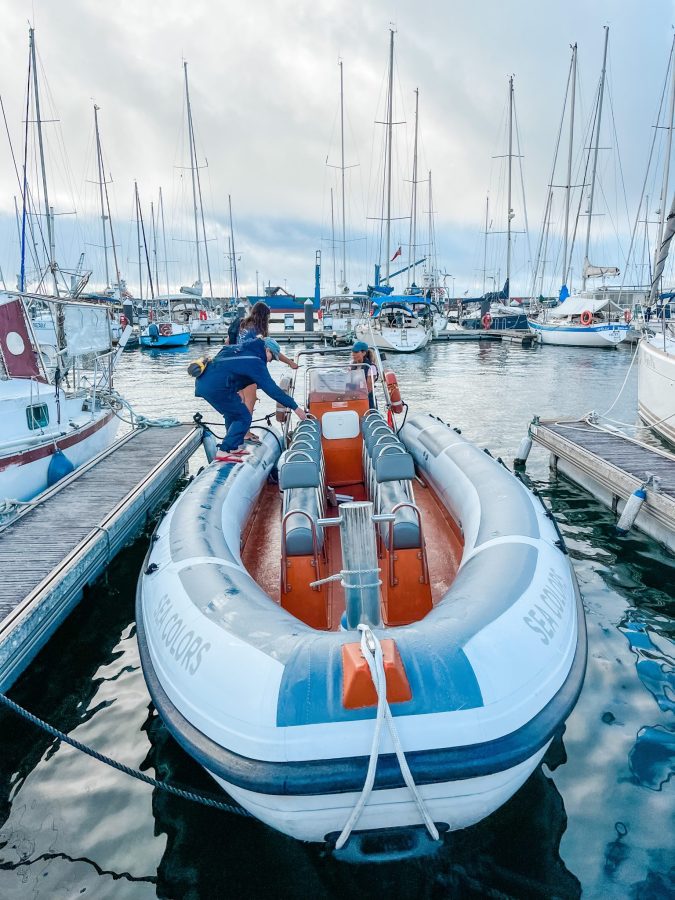 rib boot walvissen en dolfijnen spotten