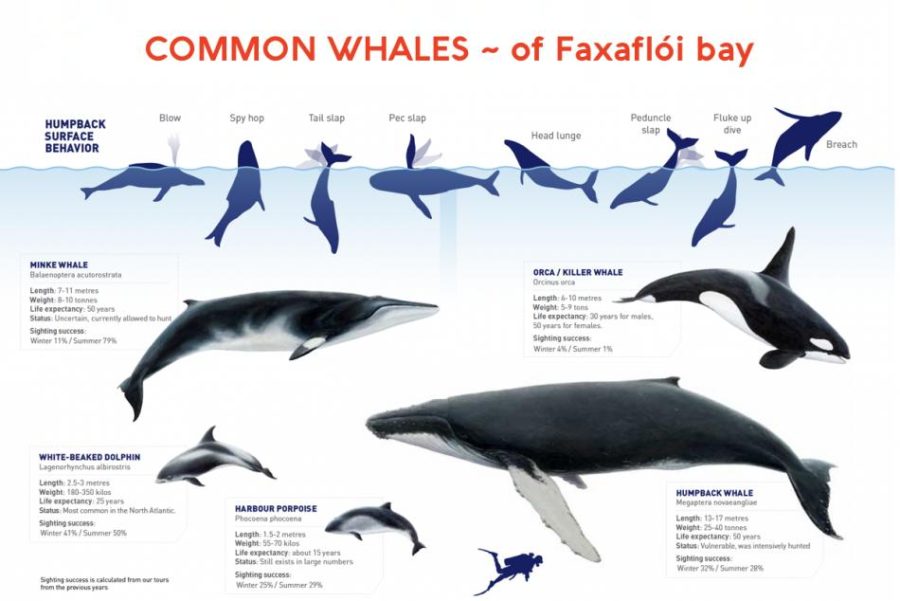 soorten walvissen ijsland