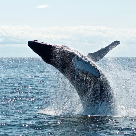 Walvissen spotten IJsland + onze eigen ervaring