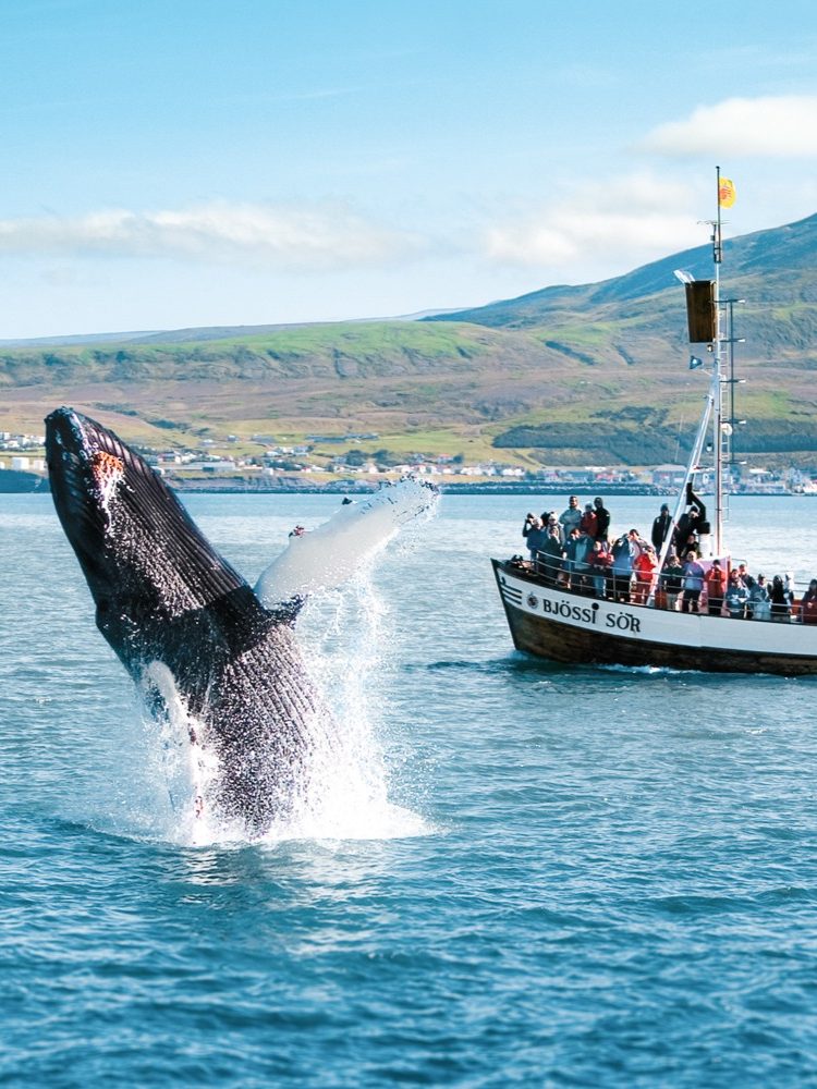 whale watching tour ijsland husavik