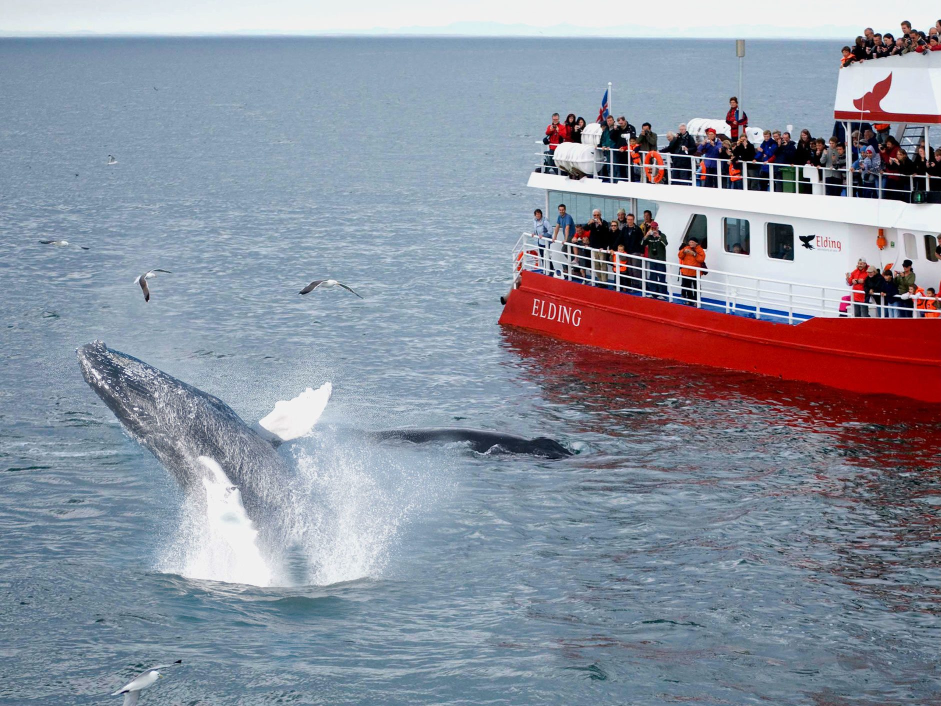 whale watching tour reykjavik ijsland