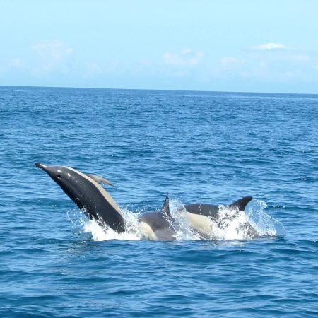 Dolfijnen spotten op Madeira met gave catamaran