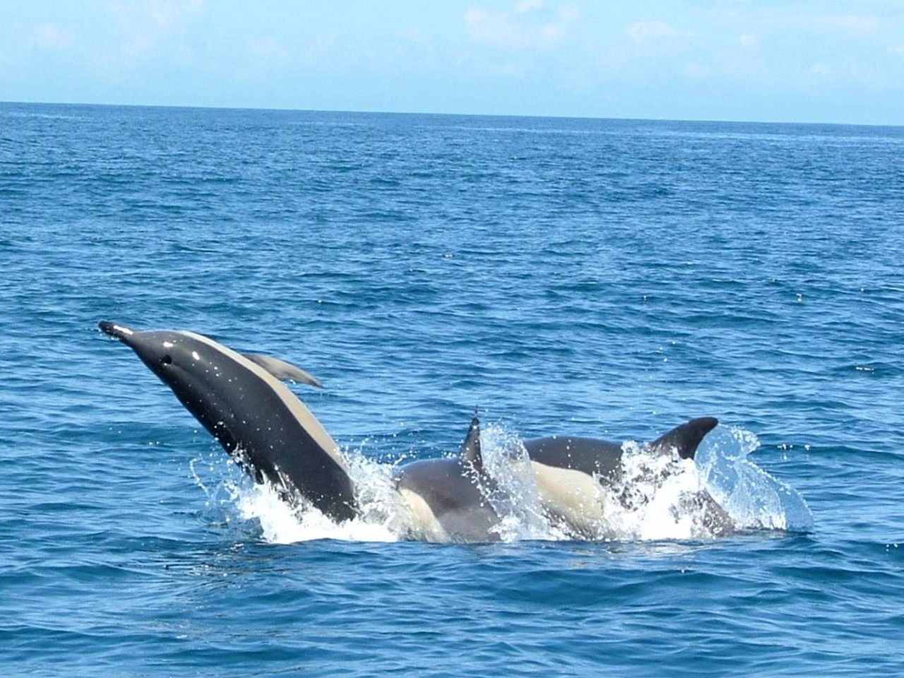 dolfijnen spotten lissabon