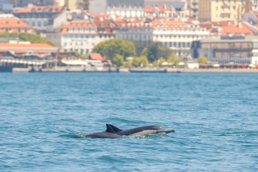 Dolfijnen spotten in Lissabon