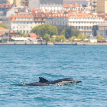 Dolfijnen spotten in Lissabon