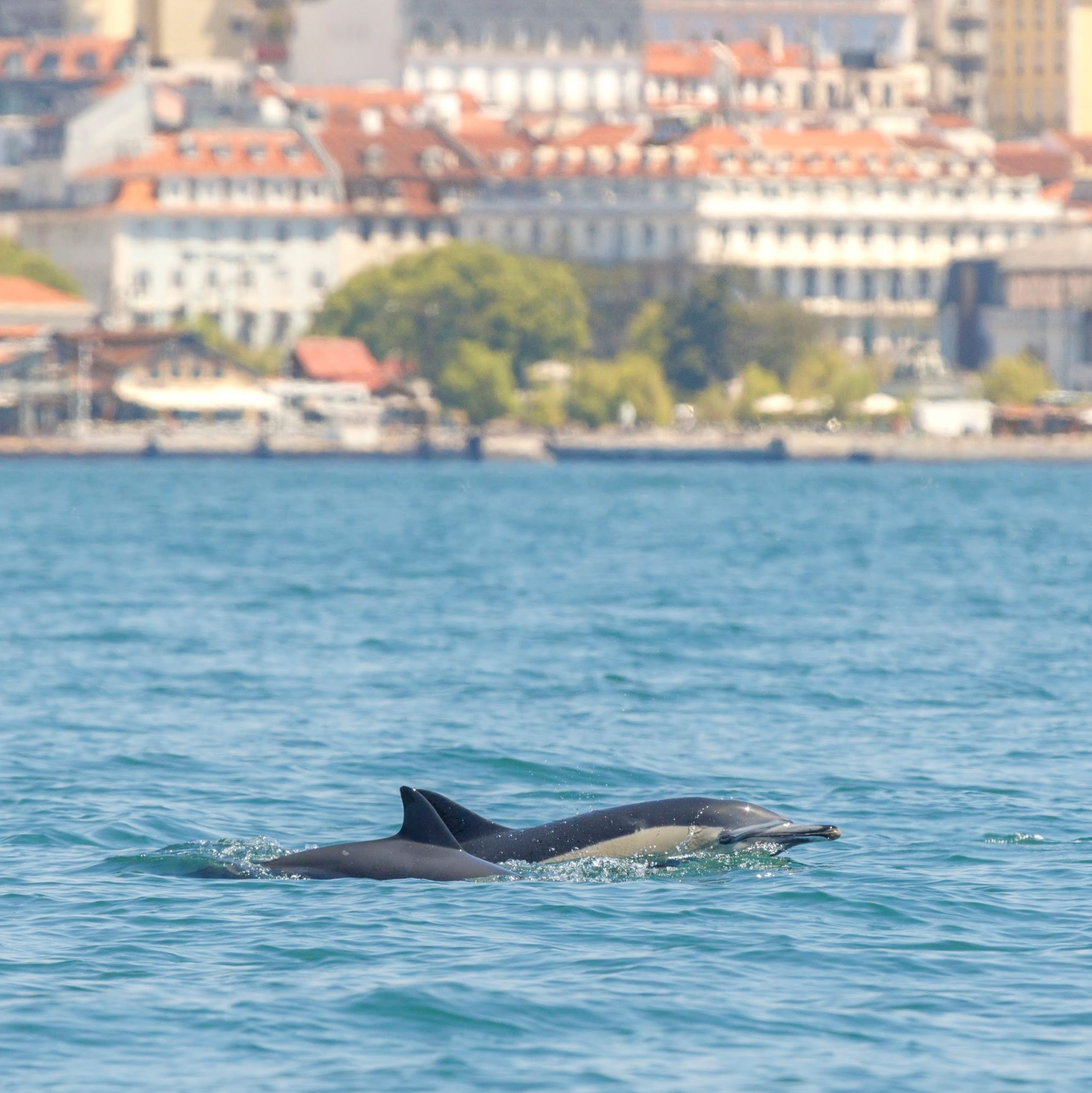 dolfijnen spotten lissabon