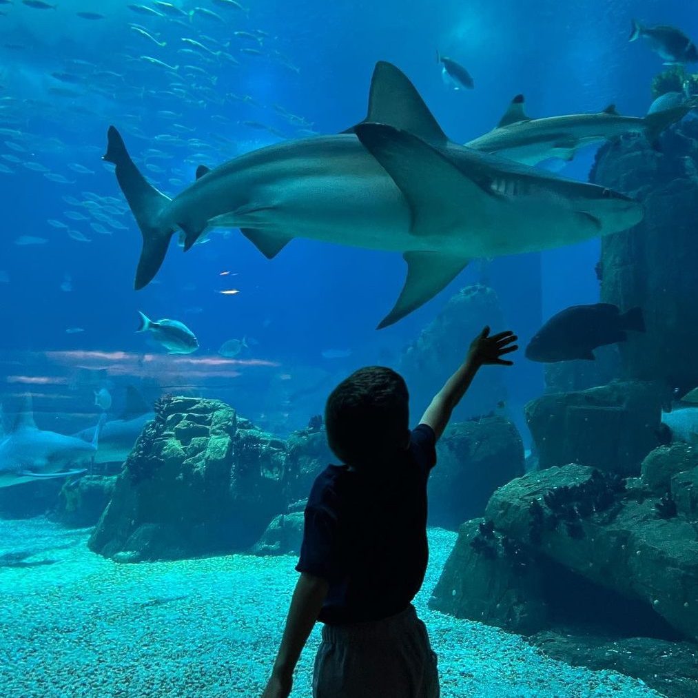 lissabon met kinderen aquarium