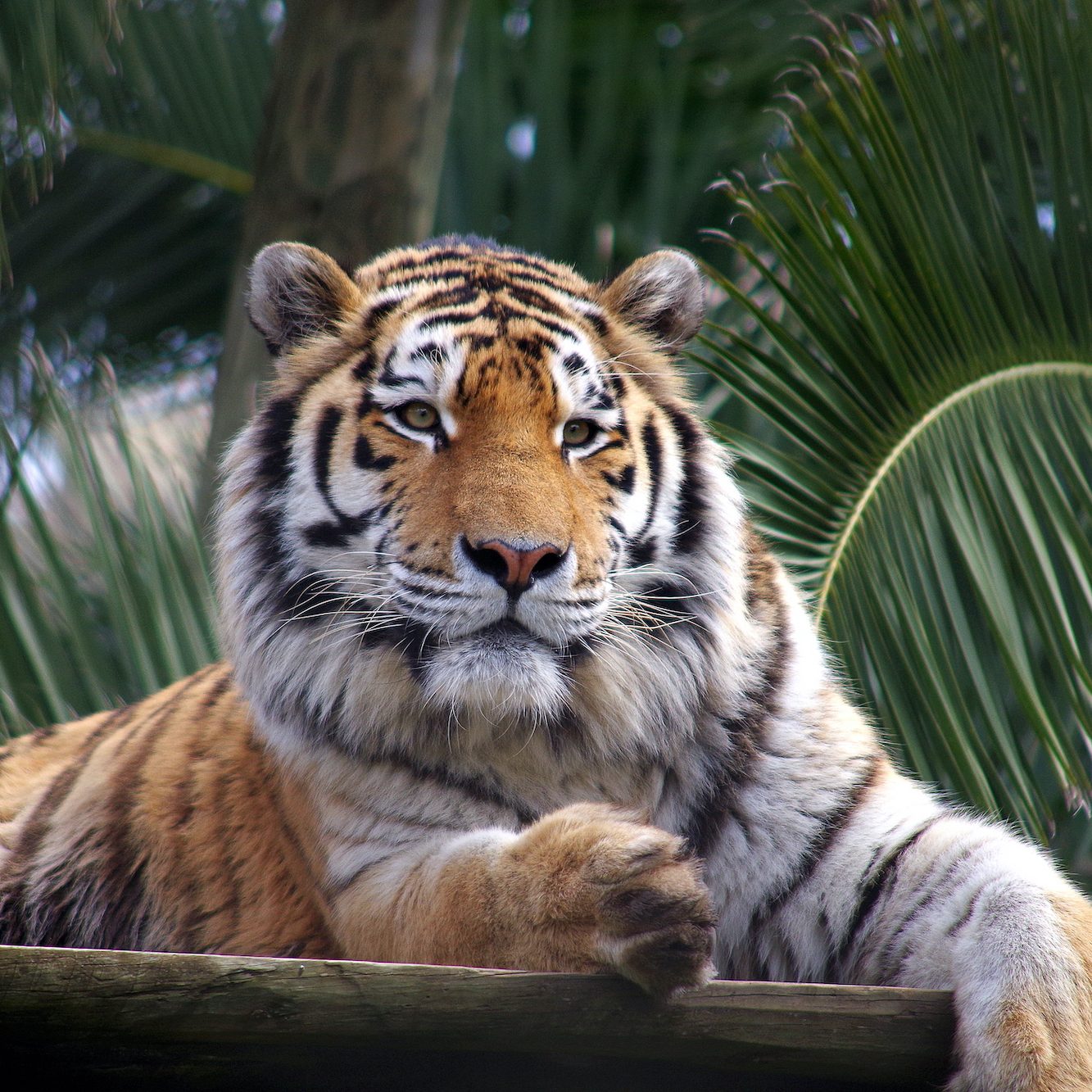 lissabon zoo dierentuin lissabon met kinderen