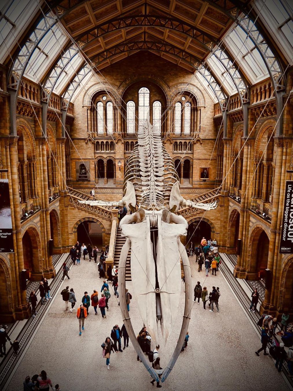 natural history museum londen skelet