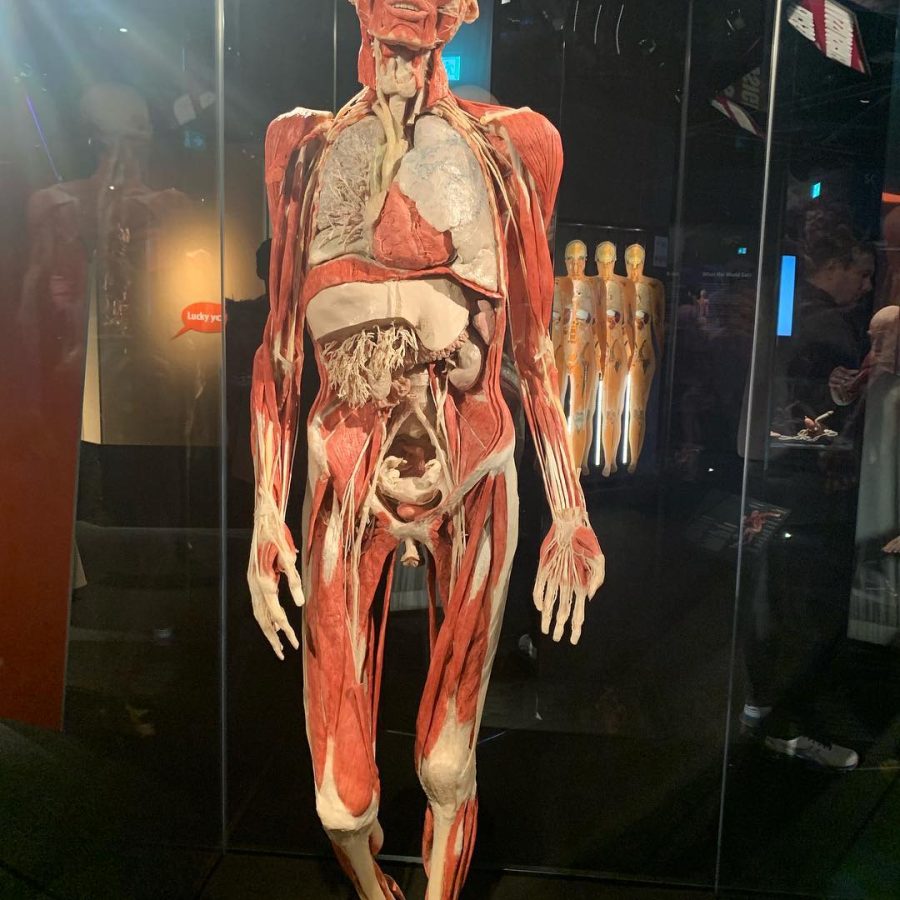 body worlds berlijn