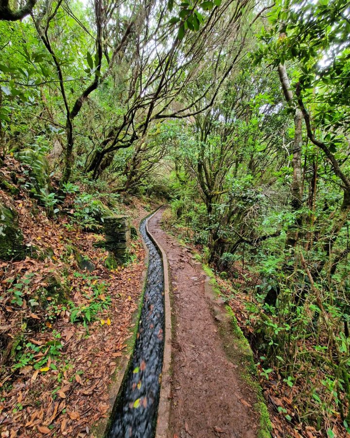 PR 14 - Levada dos Cedros hike op madeira