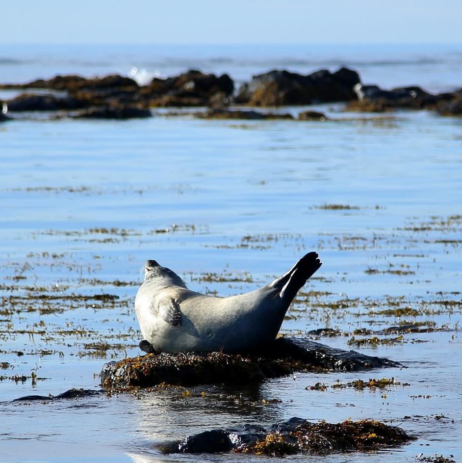 Ytri Tunga  strand ijsland bezienswaardigheden zeehonden