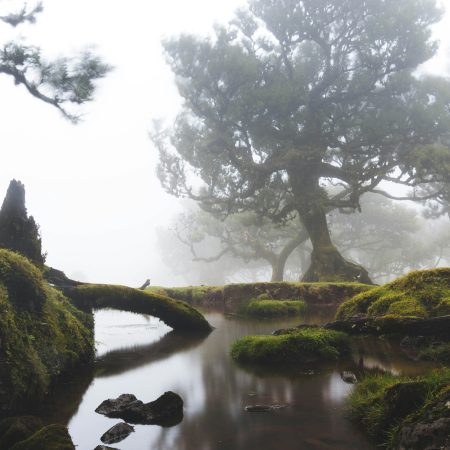Ontdek het mysterieuze Fanal Forest op Madeira