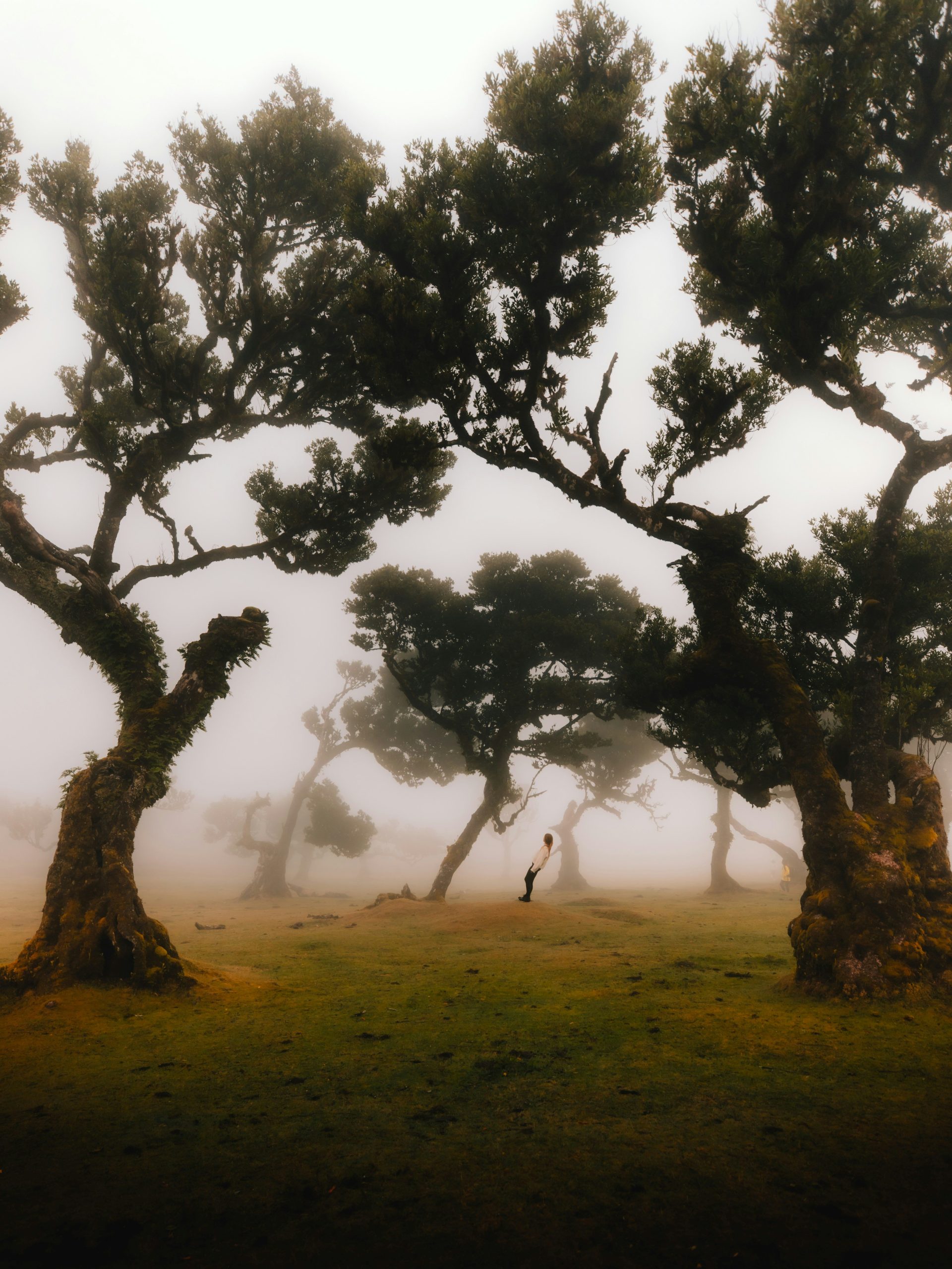 hiken in fanal forest