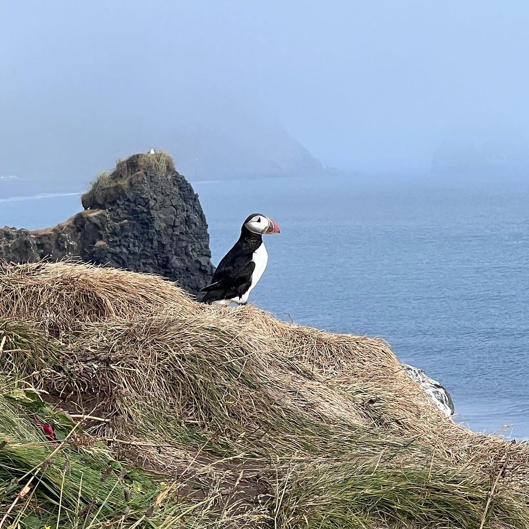 puffins papegaaiduikers in vik