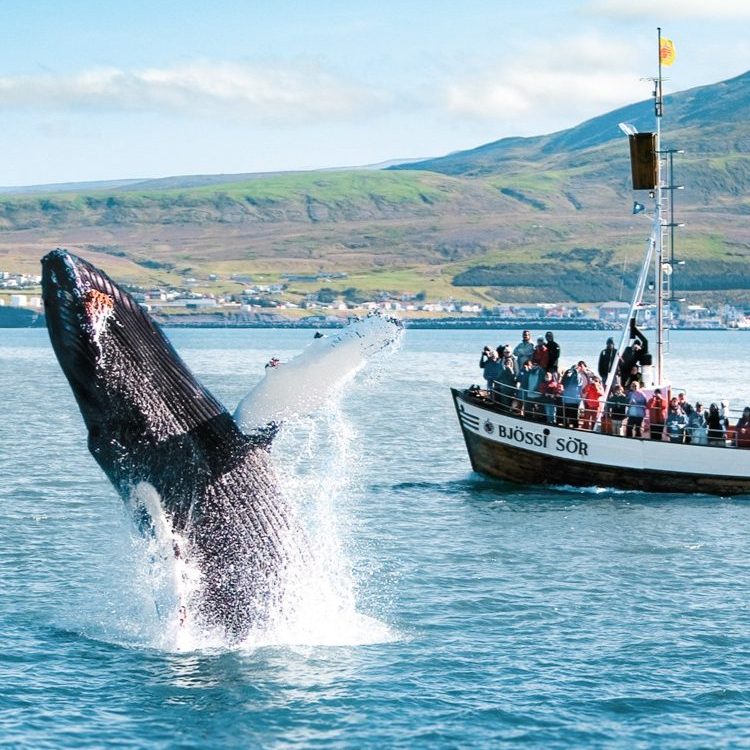 whale watching tour ijsland husavik