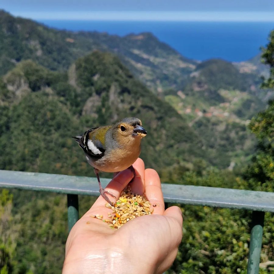 makkelijkste hike op madeira PR 11 – Vereda dos Balcões