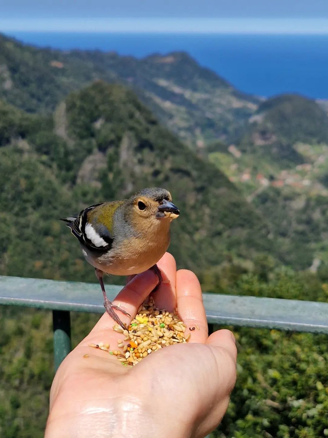 makkelijkste hike op madeira PR 11 – Vereda dos Balcões