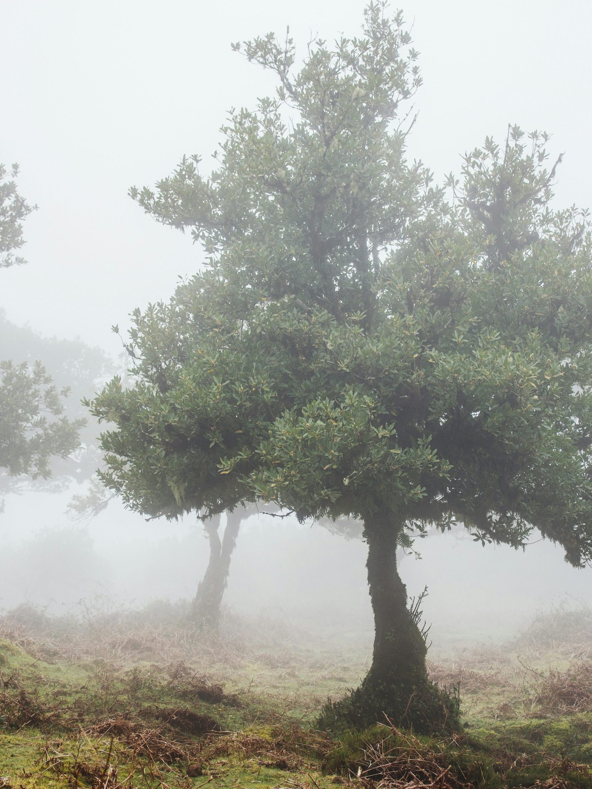 fanal forest madeira