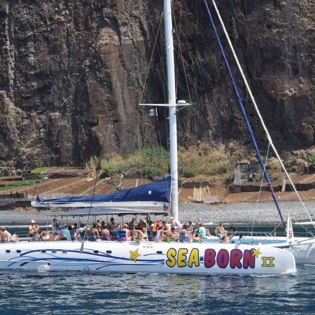 dolfijnen spotten op madeira funchal