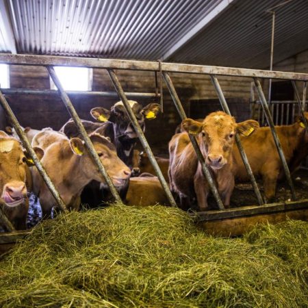 Farmhotel Efstidalur – Uniek hotel bij de Golden Circle