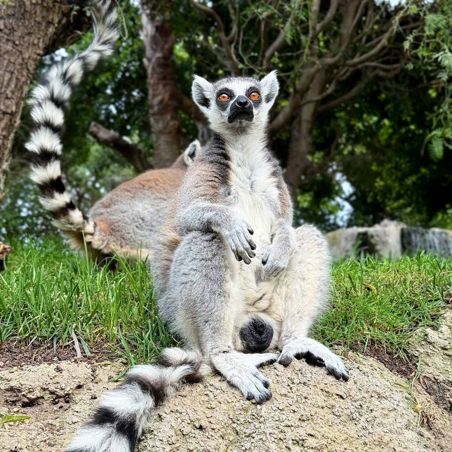 bioparc zoo dierentuin valencia bezienswaardigheden