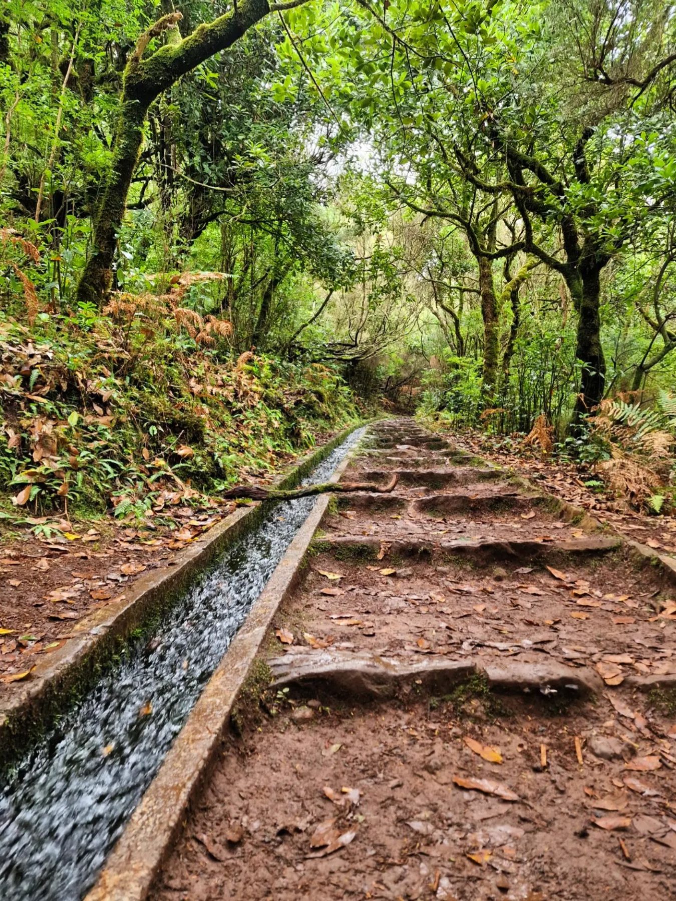 Levada wandelingen Madeira Levada dos Cedros 
