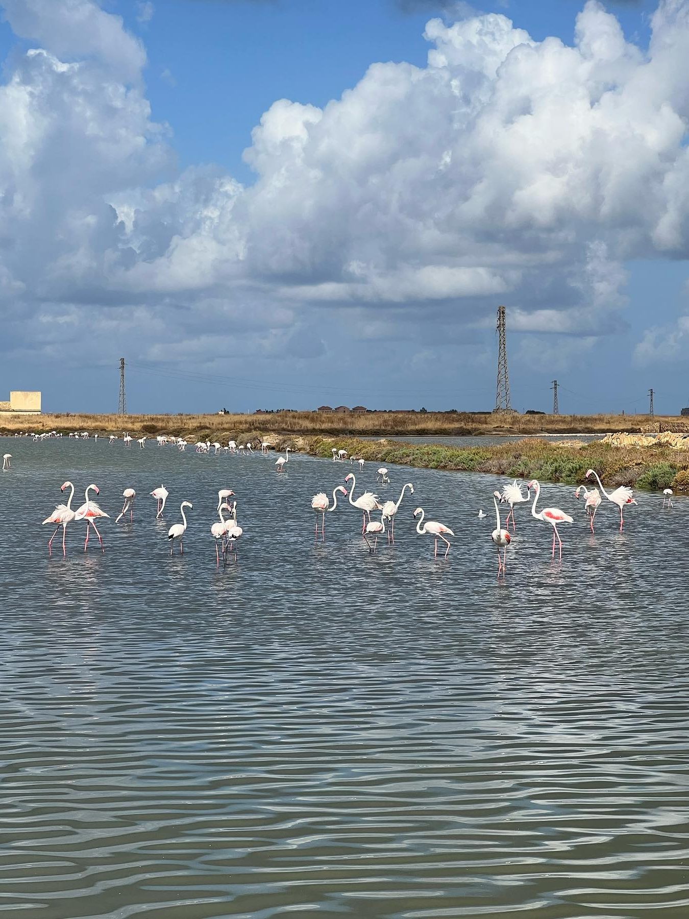 flamingo's zoutvlaktes van trapani