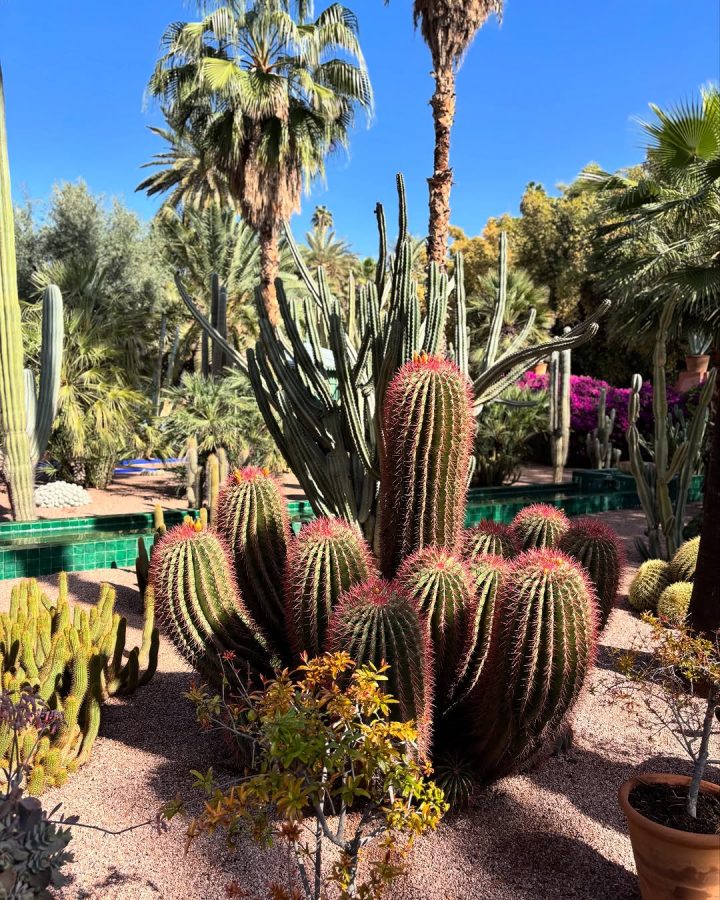 botanische tuin Marrakech