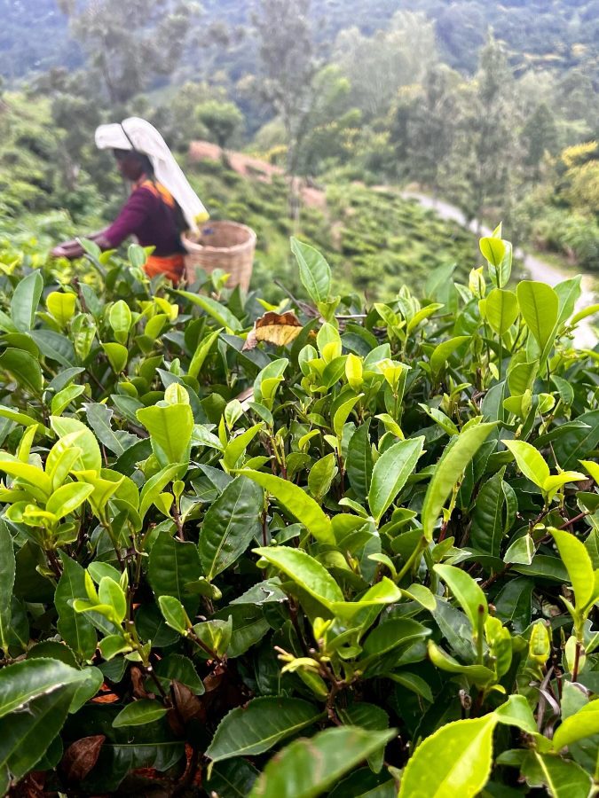 Halpewatte Tea Factory ella sri lanka