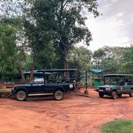 Safari in Sri Lanka: onze ervaring in Wilpattu & Yala National Park
