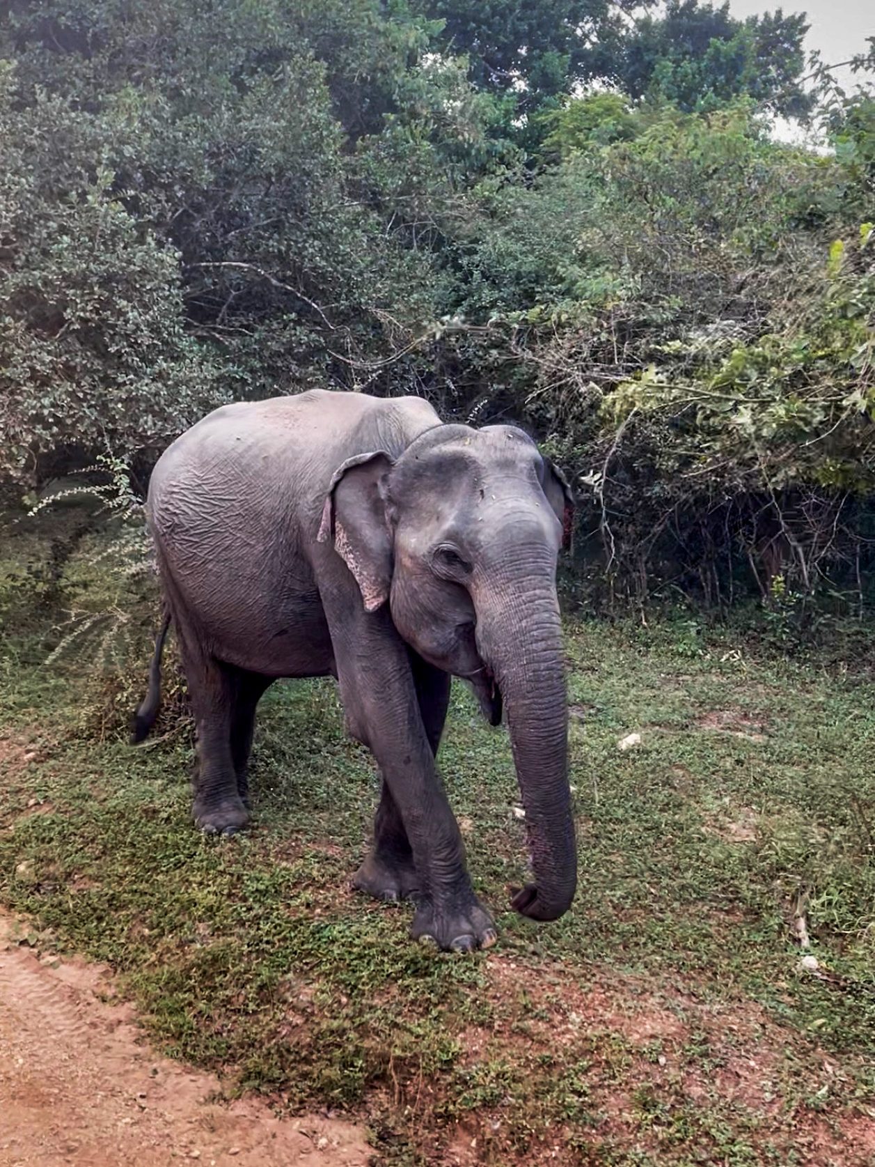 olifant Safari sri lanka wilpattu national park