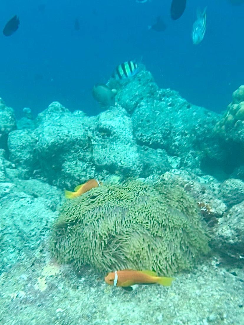 malediven snorkelen sri lanka