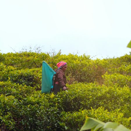 Bezoek de theeplantages van Nuwara Eliya 