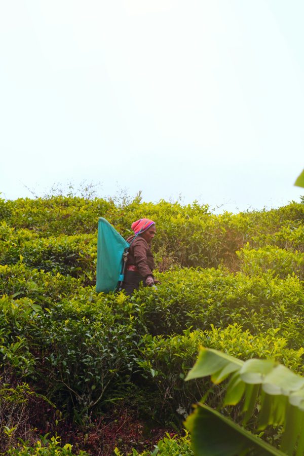 theeplantages nuwara eliya