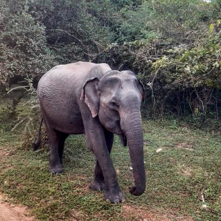 Yala-olifanten-Sri-Lanka