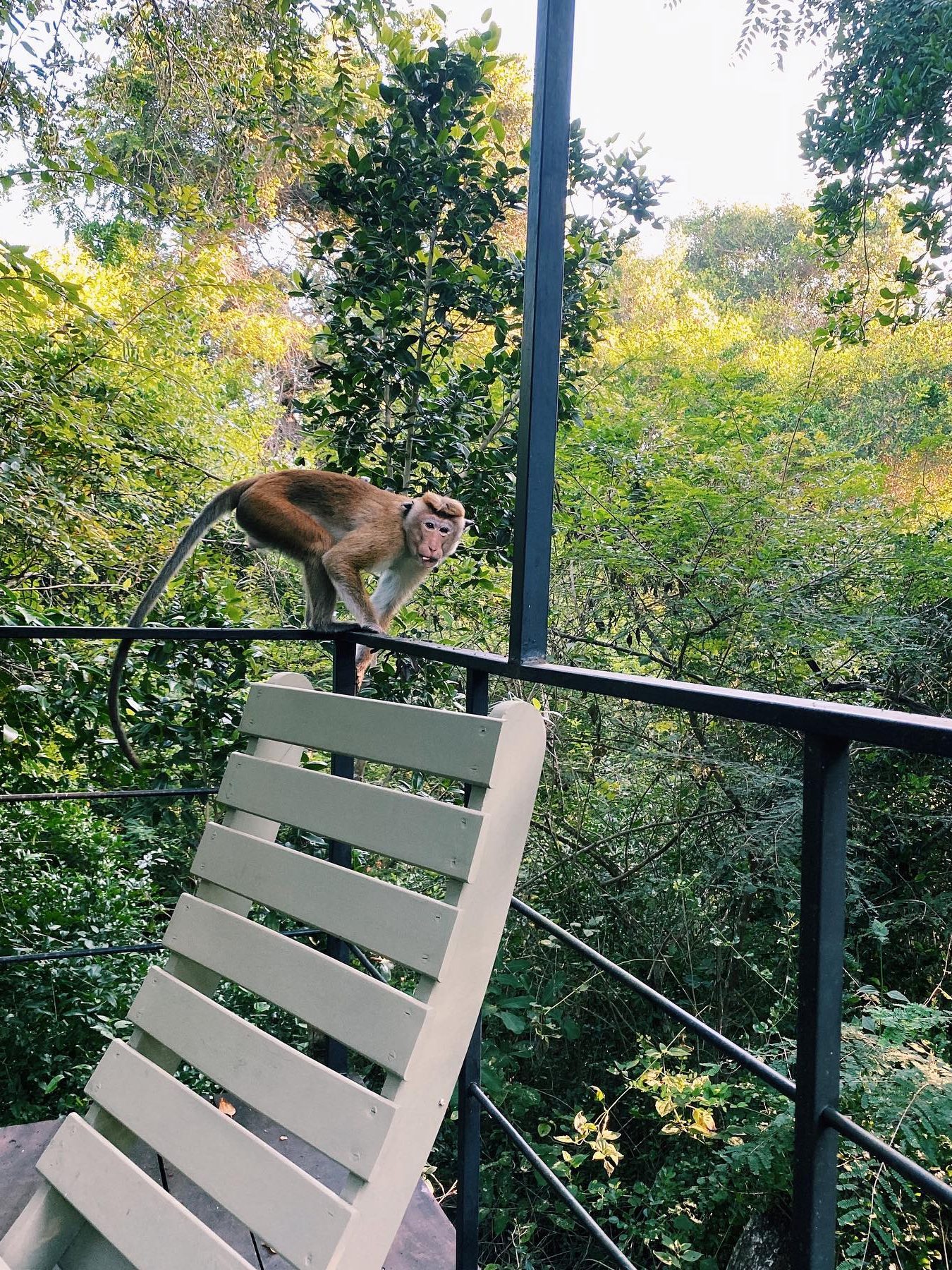 aapjes op het terras  bij onze accommodatie bij Wilpattu National Park
