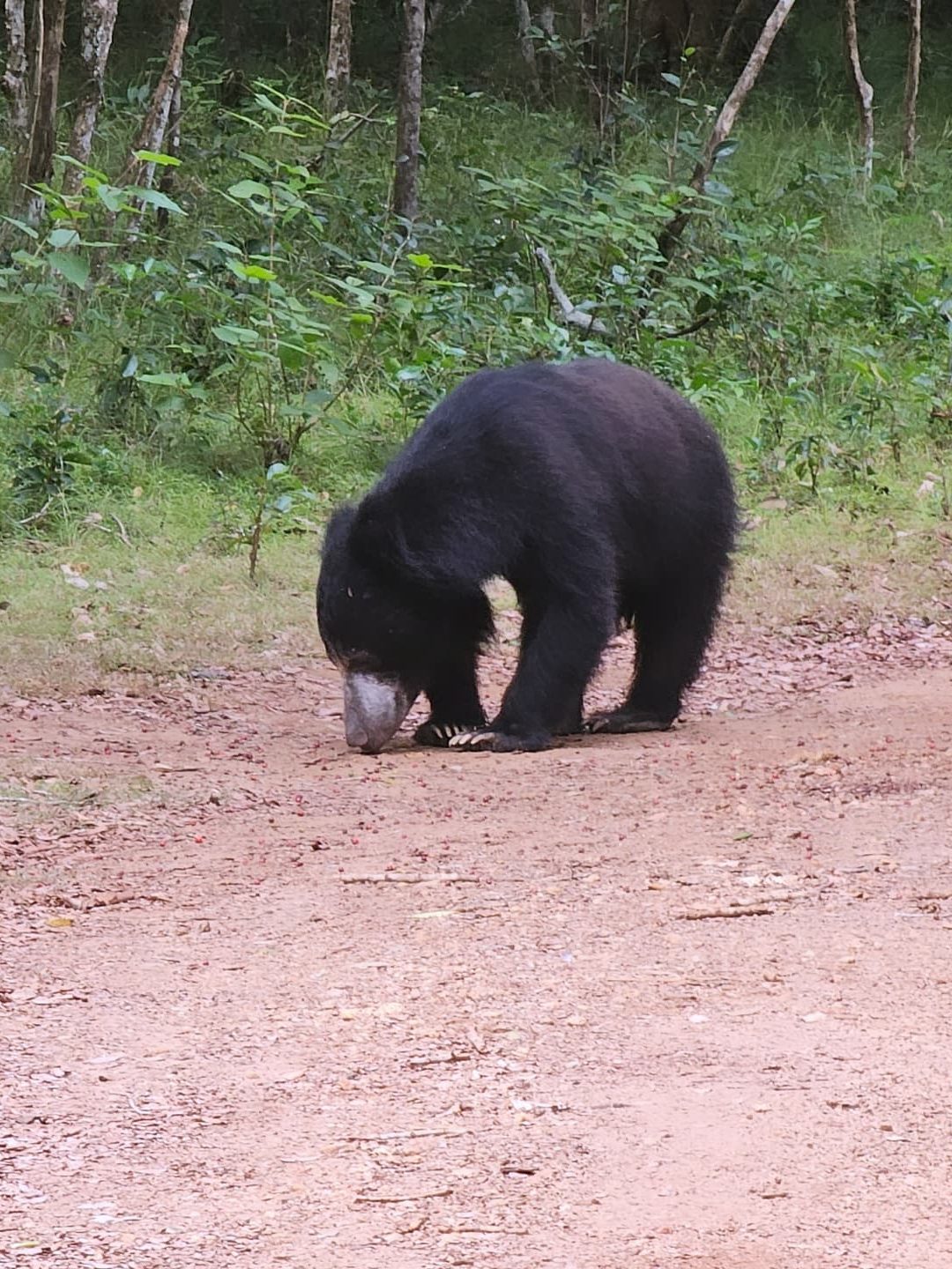 lippenbeer sri lanka wilpattu national park