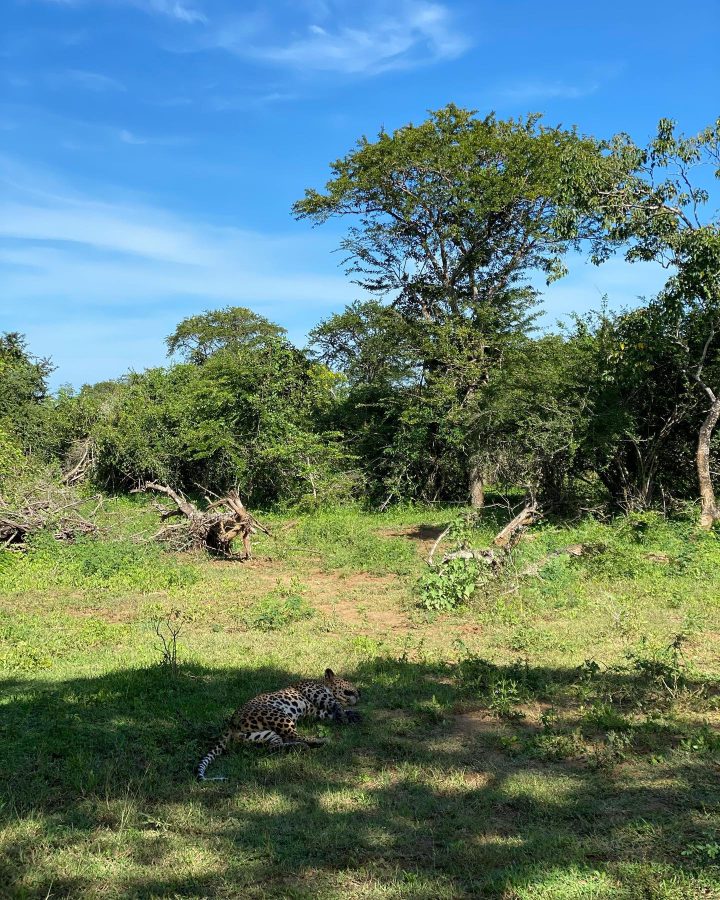 luipaarden spotten in sri lanka yala national park