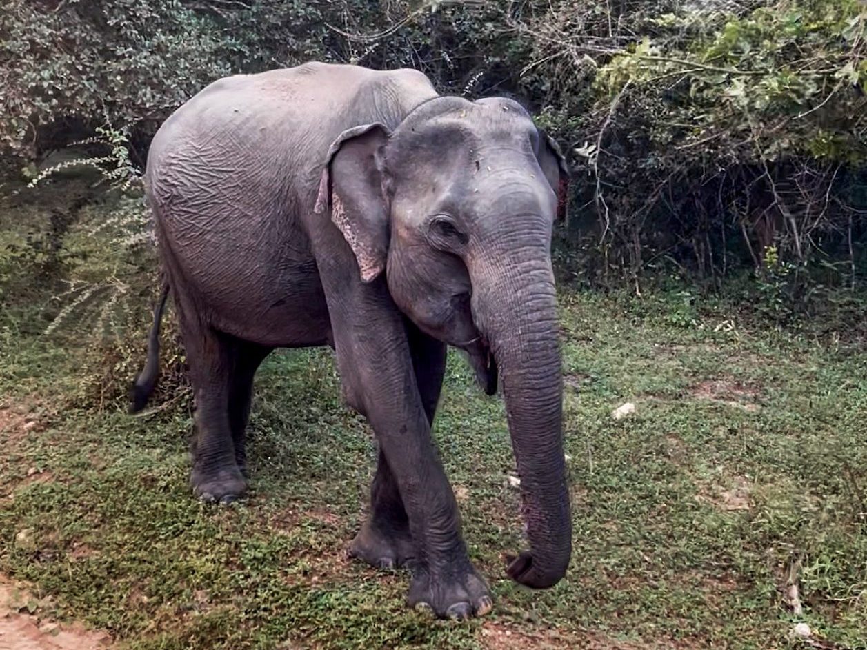 olifant Safari sri lanka wilpattu national park